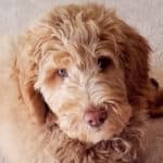 close-up of home-raised goldendoodle puppy in Michigan home