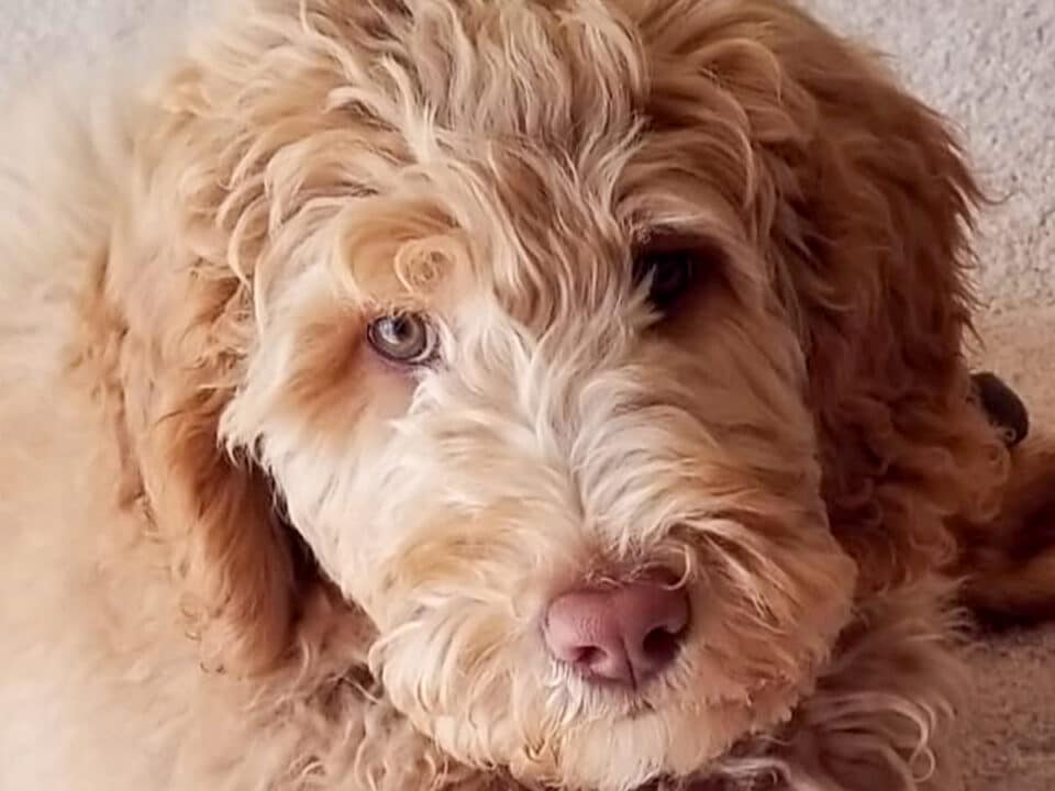 close-up of home-raised goldendoodle puppy in Michigan home