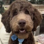Labradoodle puppies for sale near port huron michigan