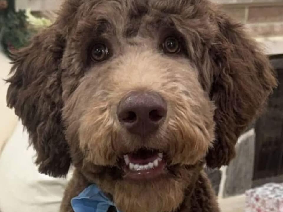 Labradoodle puppies for sale near port huron michigan