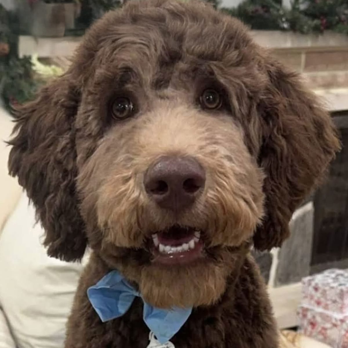 Labradoodle puppies for sale near port huron michigan