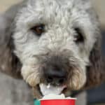 double doodle eating ice-cream in Jeddo, Michigan