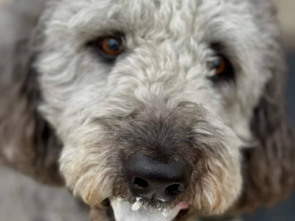 double doodle eating ice-cream in Jeddo, Michigan