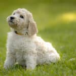 home-raised goldendoodle puppy in Michigan backyard
