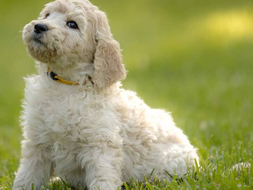 home-raised goldendoodle puppy in Michigan backyard