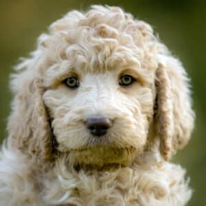 goldendoodle puppy with green eyes in michigan
