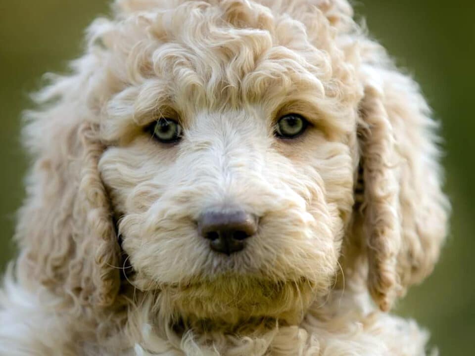 goldendoodle puppy with green eyes in michigan
