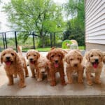 litter of goldendoodle puppies playing outside near Port Huron