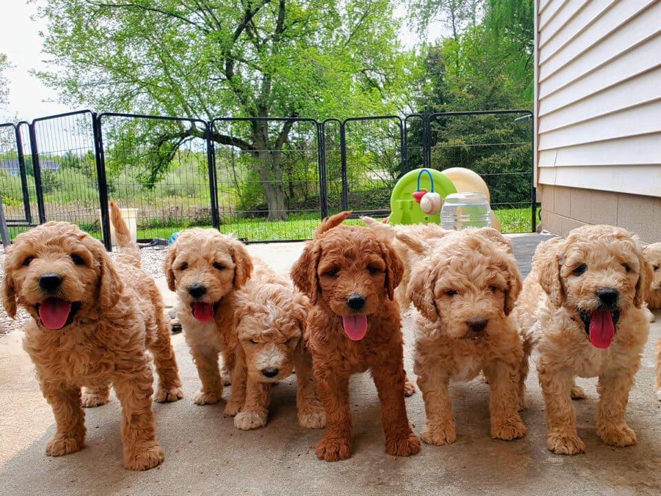 litter of goldendoodle puppies playing outside near Port Huron