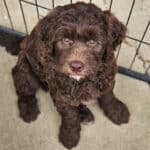 early crate training for goldendoodle puppies in Michigan