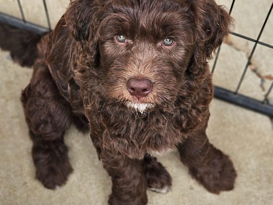 early crate training for goldendoodle puppies in Michigan