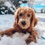 Red Goldendoodle puppy playing in the Michigan snow