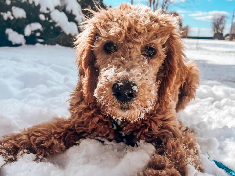 Red Goldendoodle puppy playing in the Michigan snow