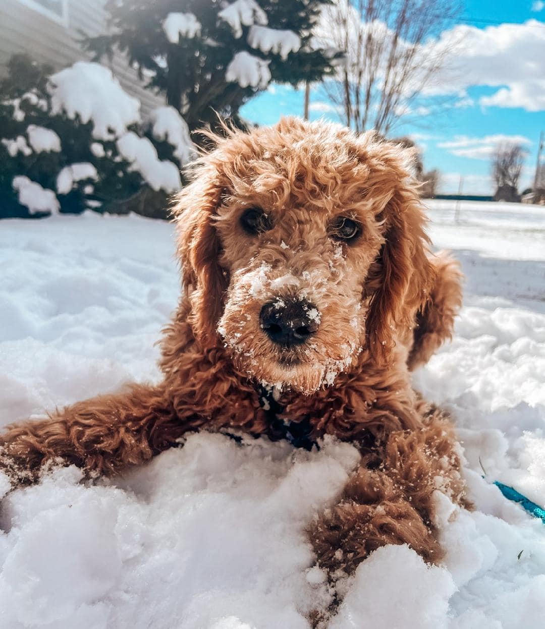 Red Goldendoodle puppy playing in the Michigan snow