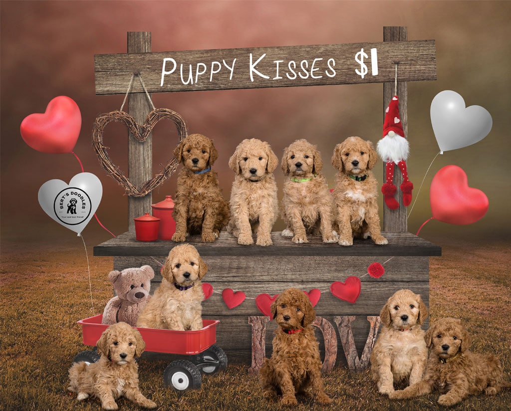 litter of goldendoodle puppies at a kissing booth in michigan