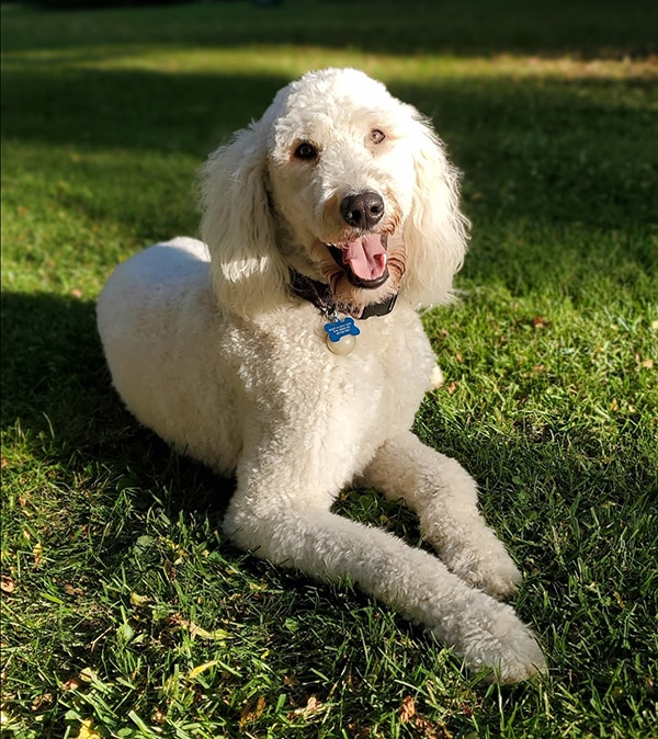 home-raised goldendoodle in Michigan backyard