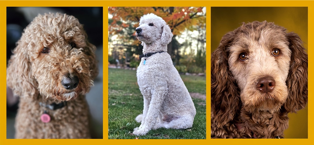 health-tested goldendoodle parents on-site at Michigan breeder
