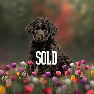 black doodle puppy Michigan