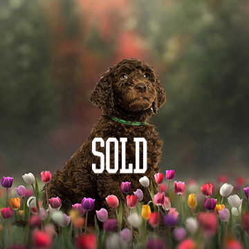 brown goldendoodle puppy Michigan