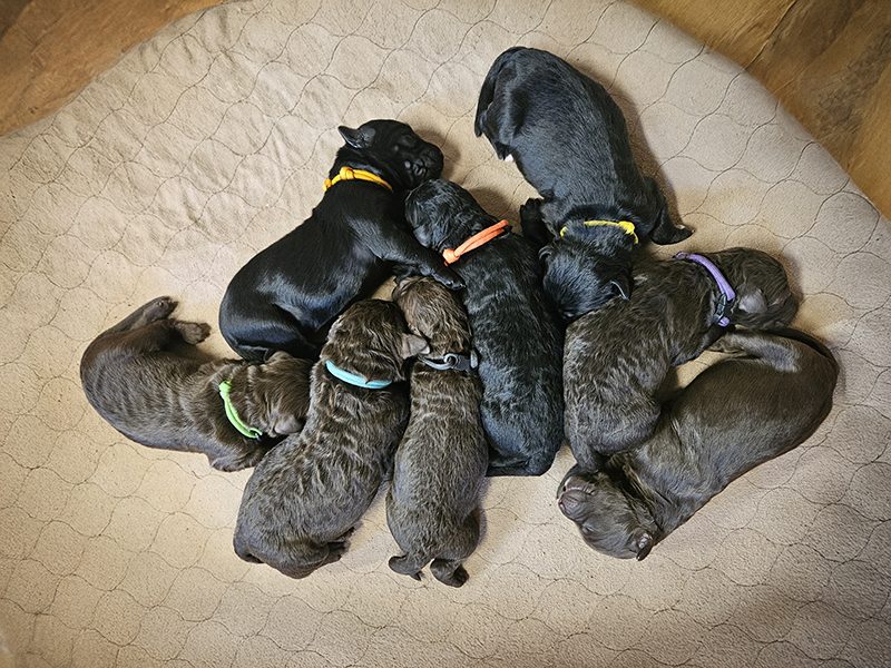 Goldendoodle Puppies Michigan