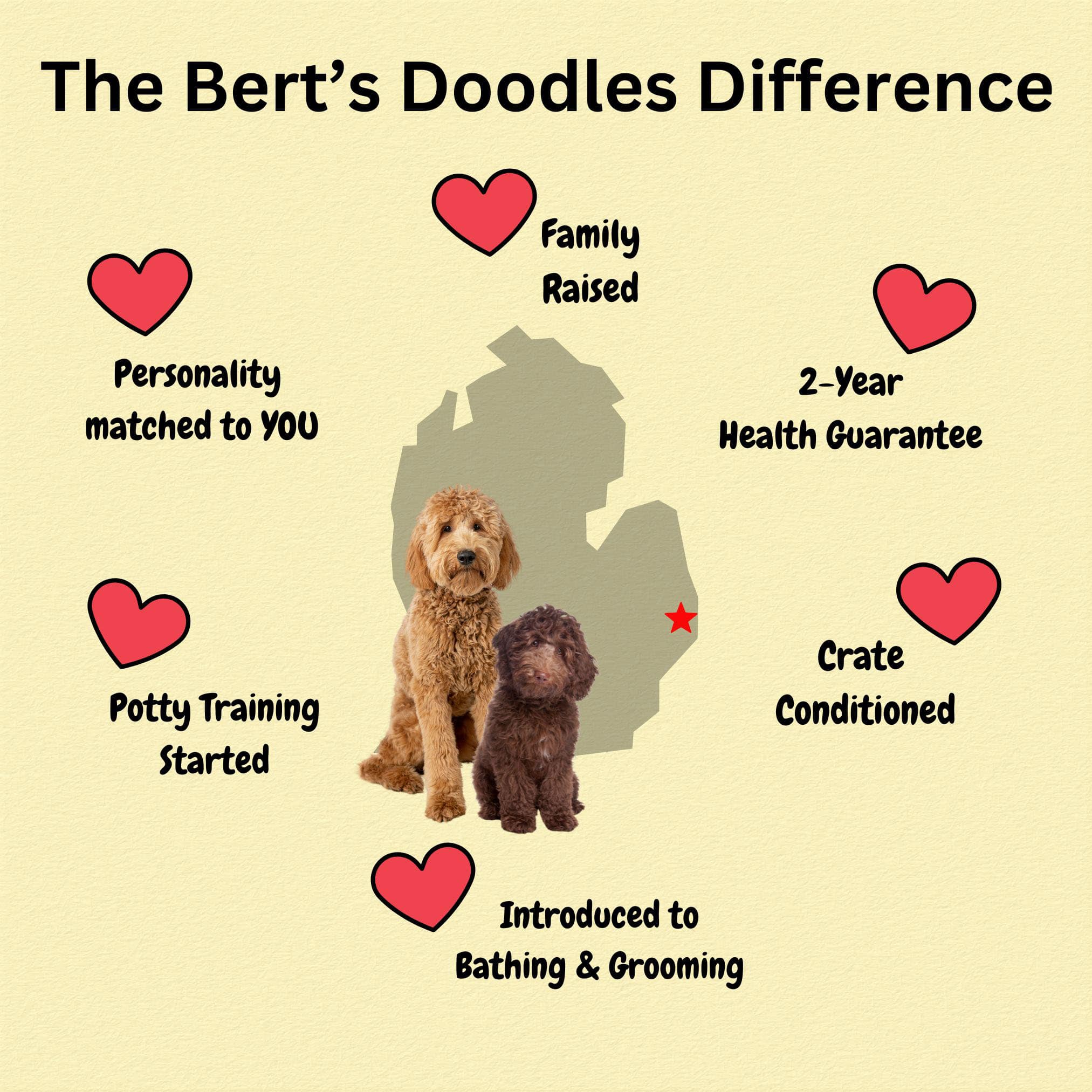 Goldendoodle Puppy Michigan