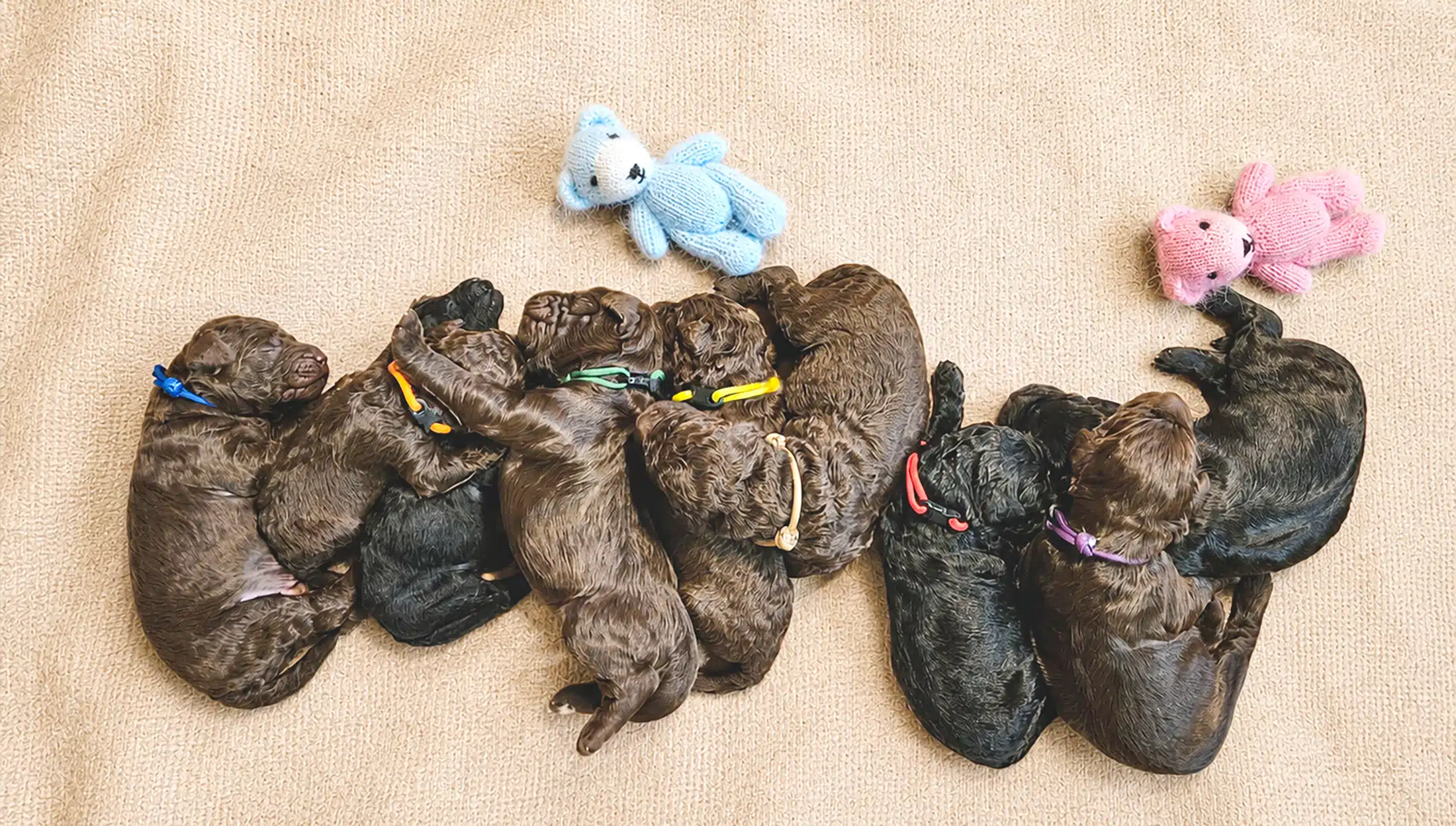 Newborn chocolate Goldendoodle puppies sleeping together at Bert’s Doodles in Michigan